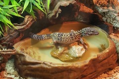 leopard-gecko-2018986